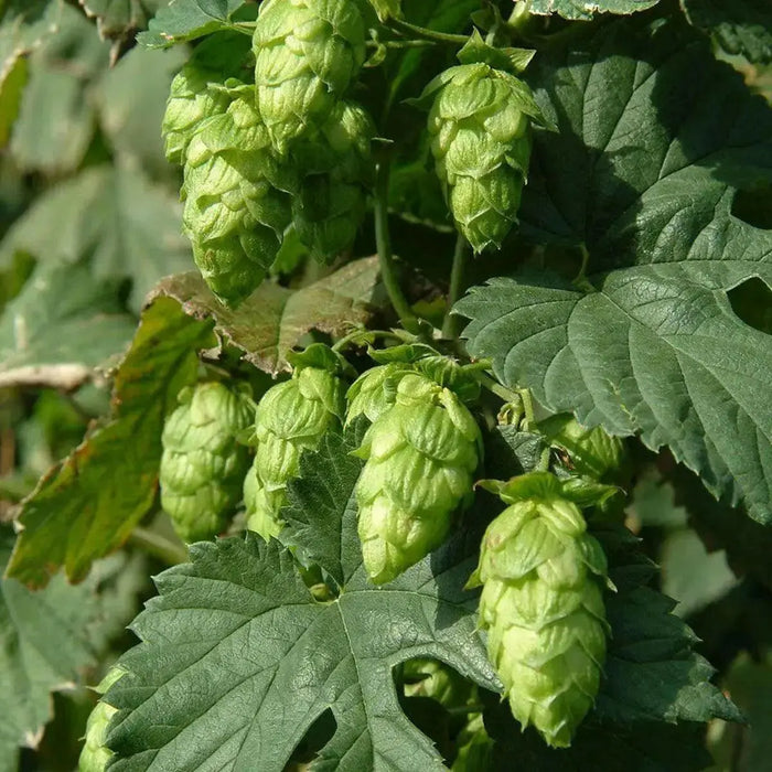 BEER HOPS  SEEDS, PERENNIAL CLIMBER - Caribbean garden seed