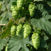BEER HOPS  SEEDS, PERENNIAL CLIMBER - Caribbean garden seed