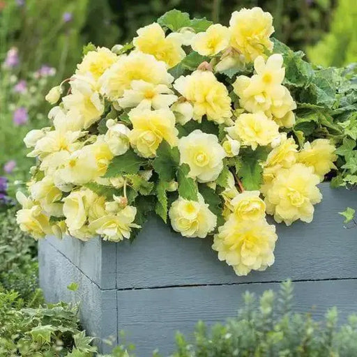 Begonia  illumination LEMON  -10 Trailing Begonia FLOWERS Seed - Caribbean garden seed