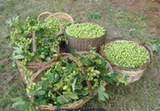 BEER HOPS  SEEDS, PERENNIAL CLIMBER - Caribbean garden seed