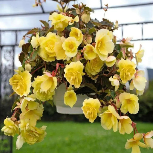 Begonia  illumination LEMON  -10 Trailing Begonia FLOWERS Seed - Caribbean garden seed