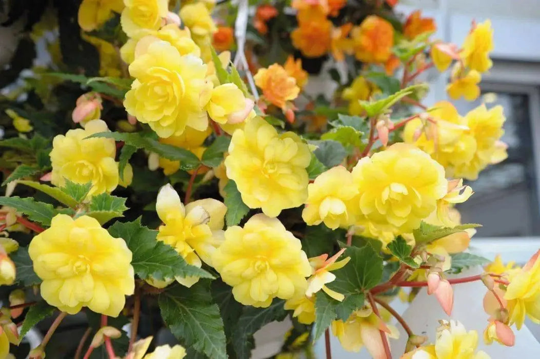 Begonia  illumination LEMON  -10 Trailing Begonia FLOWERS Seed - Caribbean garden seed