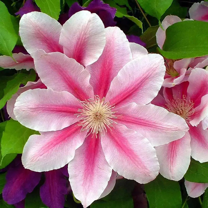 BEES JUBILEE Clematis PLANT , 2.5 ' POT perennial flowered Vine ! - Caribbean garden seed