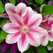 BEES JUBILEE Clematis PLANT , 2.5 ' POT perennial flowered Vine ! - Caribbean garden seed