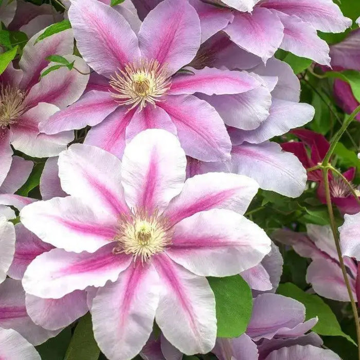 BEES JUBILEE Clematis PLANT , 2.5 ' POT perennial flowered Vine ! - Caribbean garden seed