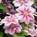 BEES JUBILEE Clematis PLANT , 2.5 ' POT perennial flowered Vine ! - Caribbean garden seed