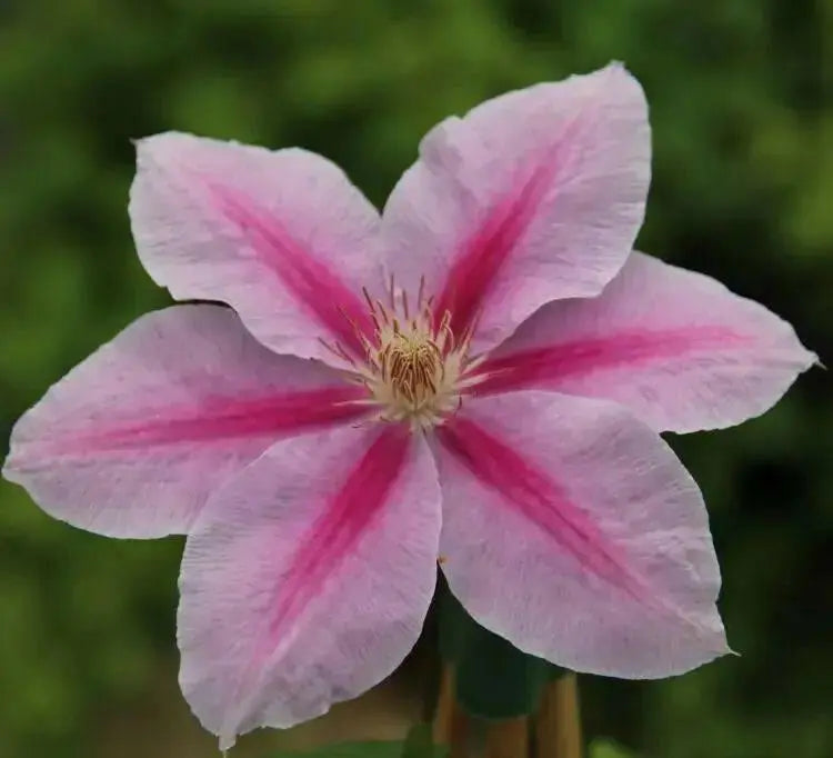 BEES JUBILEE Clematis PLANT , 2.5 ' POT perennial flowered Vine ! - Caribbean garden seed