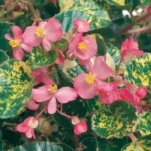 Begonia Charm Pink, live starter plant, Attractive foliage ,pink flowers - Caribbean garden seed