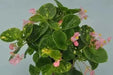 Begonia Charm Pink, live starter plant, Attractive foliage ,pink flowers - Caribbean garden seed