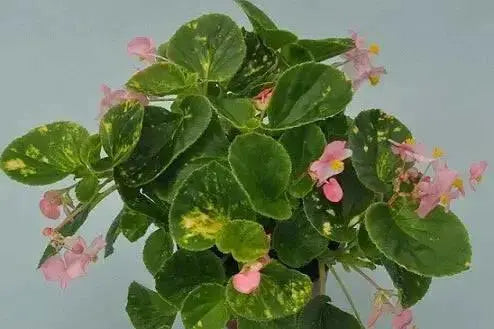 Begonia Charm Pink, live starter plant, Attractive foliage ,pink flowers - Caribbean garden seed