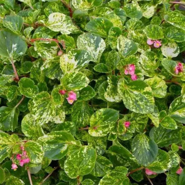 Begonia Charm Pink, live starter plant, Attractive foliage ,pink flowers - Caribbean garden seed