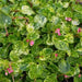 Begonia Charm Pink, live starter plant, Attractive foliage ,pink flowers - Caribbean garden seed