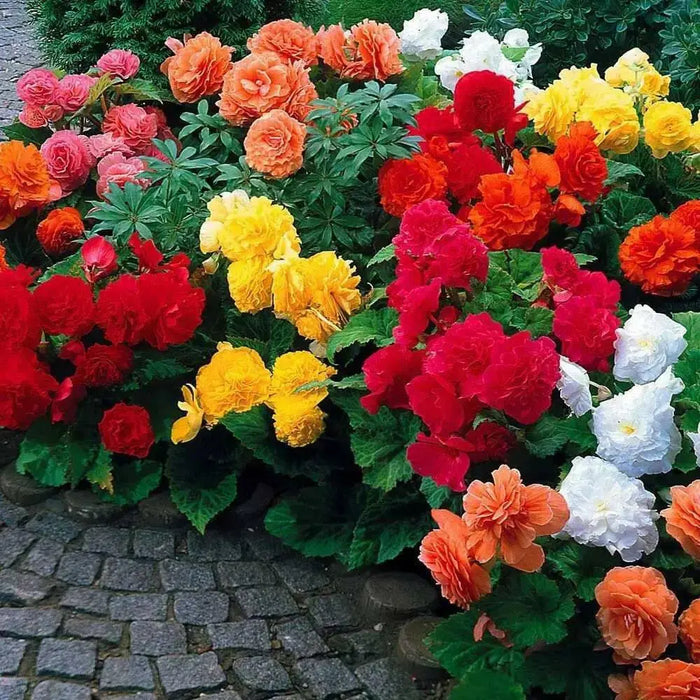 Begonia NON STOP MIXED ( 3 Bulbs) Fragrant BLOOM - Caribbean garden seed