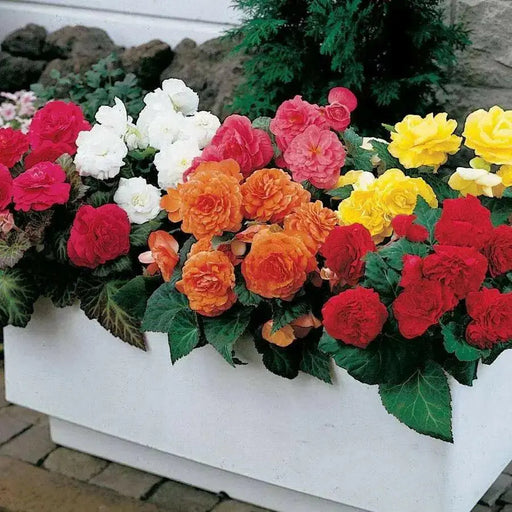 Begonia NON STOP MIXED ( 3 Bulbs) Fragrant BLOOM - Caribbean garden seed