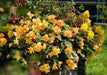 begonia  illumination APRICOT SHADES  -10 Trailing Begonia FLOWERS Seed - Caribbean garden seed
