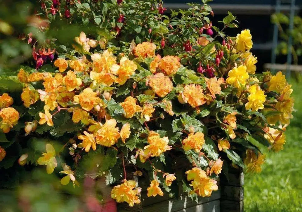 begonia  illumination APRICOT SHADES  -10 Trailing Begonia FLOWERS Seed - Caribbean garden seed