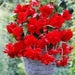 Begonia Pendula Scarlet(2 Bulbs) shade area - Caribbean garden seed