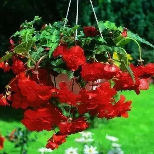 Begonia Pendula Scarlet(2 Bulbs) shade area - Caribbean garden seed