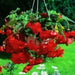 Begonia Pendula Scarlet(2 Bulbs) shade area - Caribbean garden seed