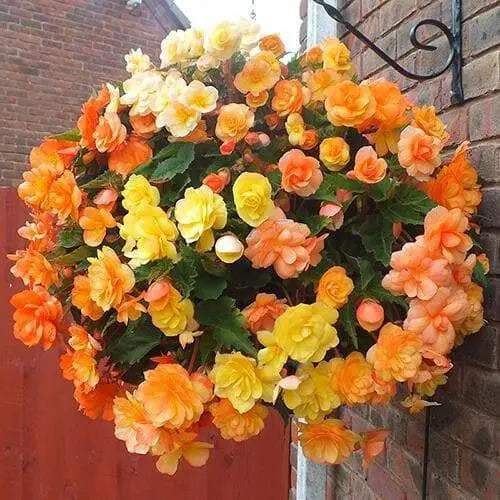 begonia  illumination APRICOT SHADES  -10 Trailing Begonia FLOWERS Seed - Caribbean garden seed