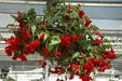 Begonia Pendula Scarlet(2 Bulbs) shade area - Caribbean garden seed