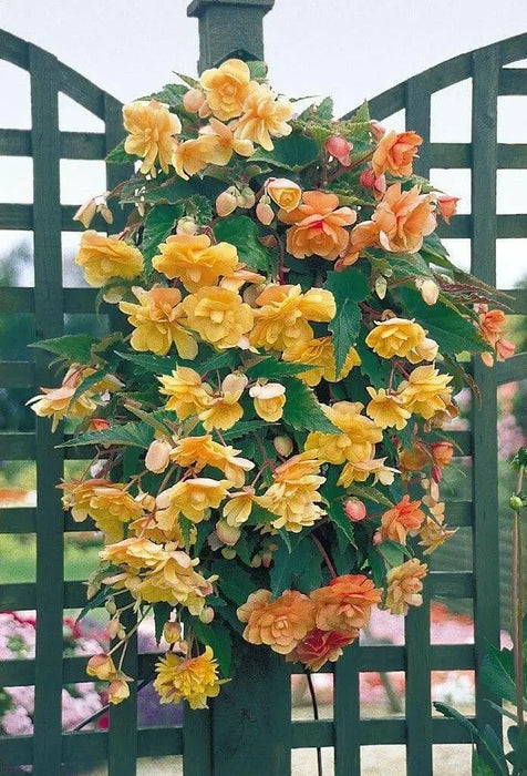 begonia  illumination APRICOT SHADES  -10 Trailing Begonia FLOWERS Seed - Caribbean garden seed