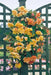 begonia  illumination APRICOT SHADES  -10 Trailing Begonia FLOWERS Seed - Caribbean garden seed