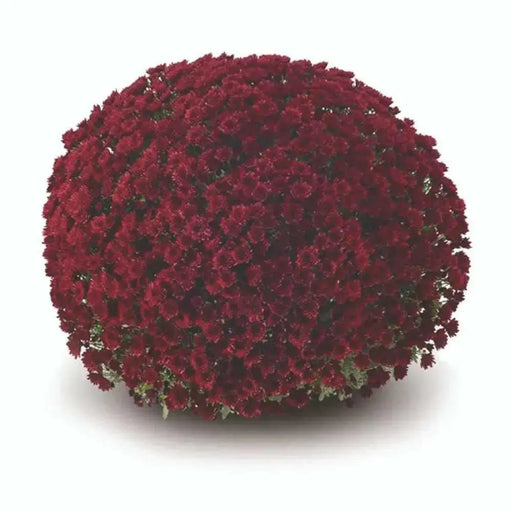 Belgian Mum, (Live Starter Plants ) Hardy Garden MUMS, PERENNIAL FLOWERS - Caribbean garden seed