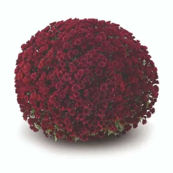 Belgian Mum, (Live Starter Plants ) Hardy Garden MUMS, PERENNIAL FLOWERS - Caribbean garden seed