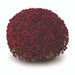 Belgian Mum, (Live Starter Plants ) Hardy Garden MUMS, PERENNIAL FLOWERS - Caribbean garden seed