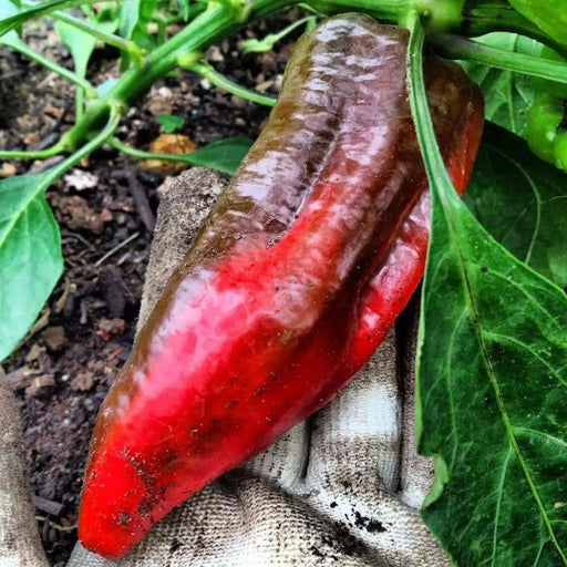 Beaver Dam, HOT PEPPER SEDS (Capsicum Annuum) - Caribbean garden seed