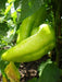 Beaver Dam, HOT PEPPER SEDS (Capsicum Annuum) - Caribbean garden seed