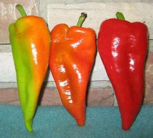 Beaver Dam, HOT PEPPER SEDS (Capsicum Annuum) - Caribbean garden seed