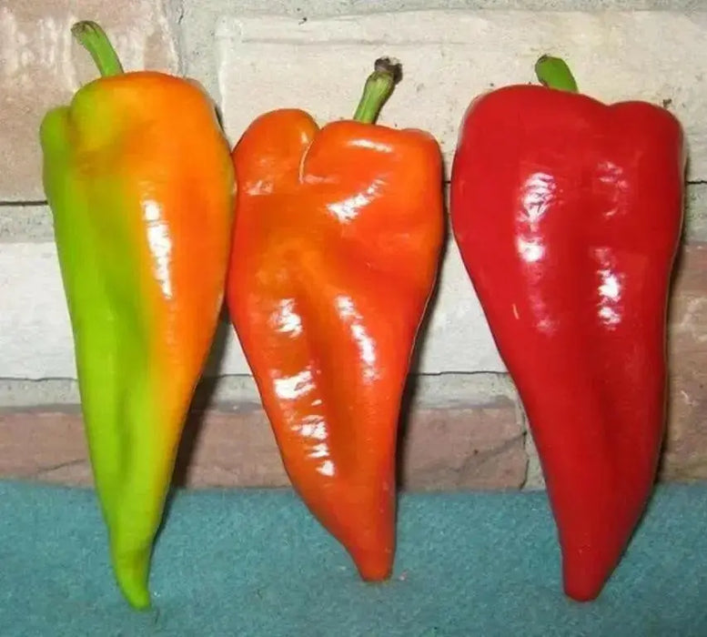 Beaver Dam, HOT PEPPER SEDS (Capsicum Annuum) - Caribbean garden seed