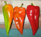 Beaver Dam, HOT PEPPER SEDS (Capsicum Annuum) - Caribbean garden seed