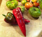 Beaver Dam, HOT PEPPER SEDS (Capsicum Annuum) - Caribbean garden seed