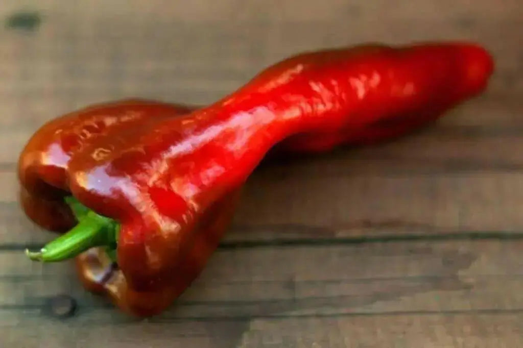 Beaver Dam, HOT PEPPER SEDS (Capsicum Annuum) - Caribbean garden seed