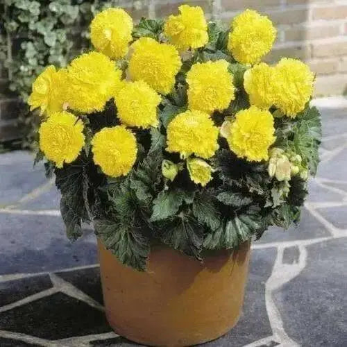 Begonia ROSEFORM  YELLOW  ( 3 Bulbs) summer to frost - Caribbean garden seed