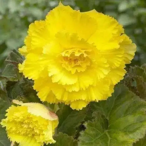 Begonia ROSEFORM  YELLOW  ( 3 Bulbs) summer to frost - Caribbean garden seed