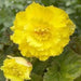 Begonia ROSEFORM  YELLOW  ( 3 Bulbs) summer to frost - Caribbean garden seed