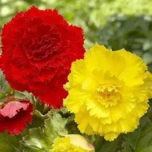 Begonia ROSEFORM  YELLOW  ( 3 Bulbs) summer to frost - Caribbean garden seed