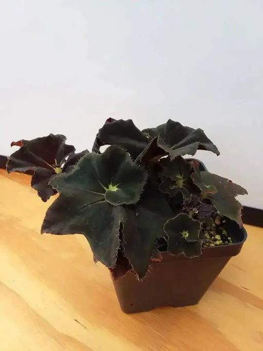 Begonia Black Velvet ( 3 PLANTS) Fragrant BLOOM , HOUSEPLANT - Caribbean garden seed