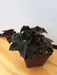 Begonia Black Velvet ( 3 PLANTS) Fragrant BLOOM , HOUSEPLANT - Caribbean garden seed