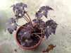 Begonia Black Velvet ( 3 PLANTS) Fragrant BLOOM , HOUSEPLANT - Caribbean garden seed