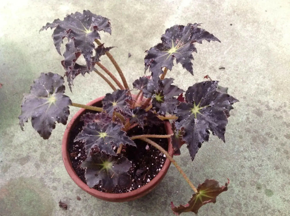 Begonia Black Velvet ( 3 PLANTS) Fragrant BLOOM , HOUSEPLANT - Caribbean garden seed