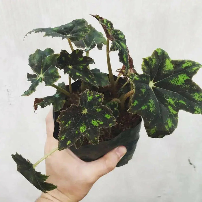 Begonia Black Velvet ( 3 PLANTS) Fragrant BLOOM , HOUSEPLANT - Caribbean garden seed