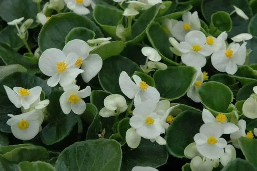 Begonia Seeds - Wax White (Begonia Semperflorens ) GREAT container, Garden Bed , Patio Planter and front border - Caribbean garden seed