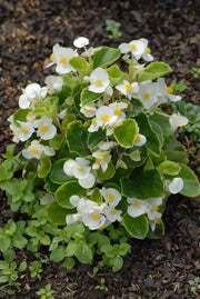 Begonia Seeds - Wax White (Begonia Semperflorens ) GREAT container, Garden Bed , Patio Planter and front border - Caribbean garden seed