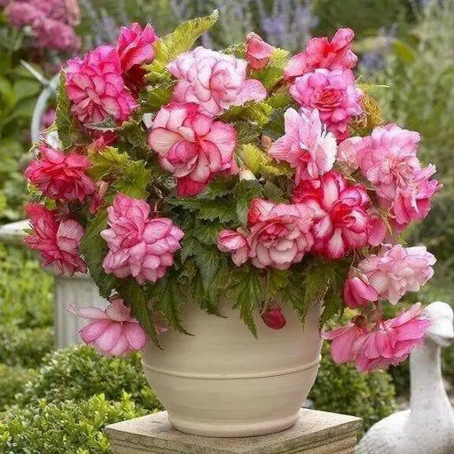 Begonia PINK Balcony (3 Bulbs) Fragrant - Caribbean garden seed