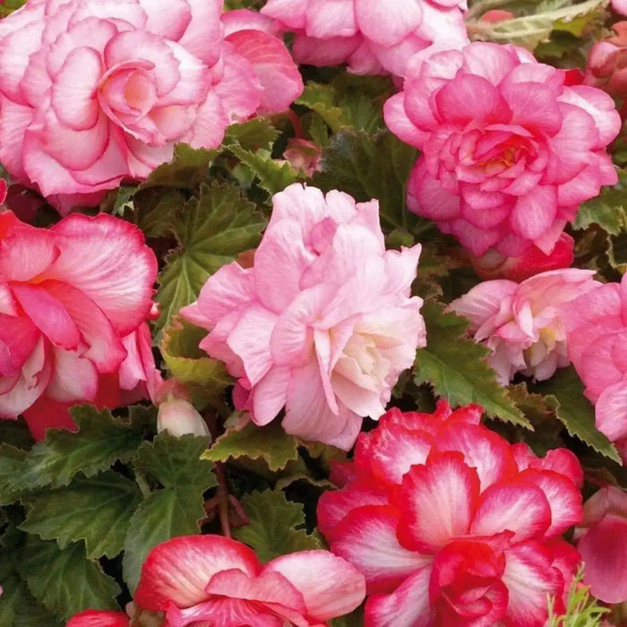 Begonia PINK Balcony (3 Bulbs) Fragrant - Caribbean garden seed